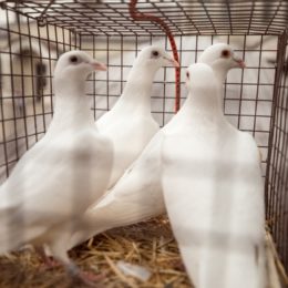 Фоторепортаж праздника Благовещения Пресвятой Богородицы